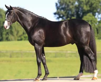 Ганноверская порода лошадей