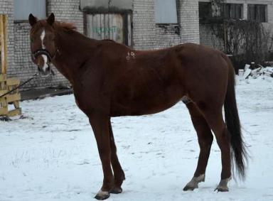 Кустанайская порода лошадей