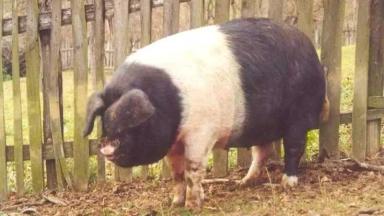 Базна (румынский сэддлбэк) – порода свиней