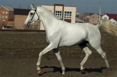 Терская порода лошадей