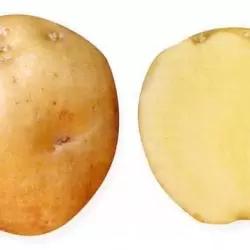 Принц - сорт картофеля (Solanum tuberosum L.).