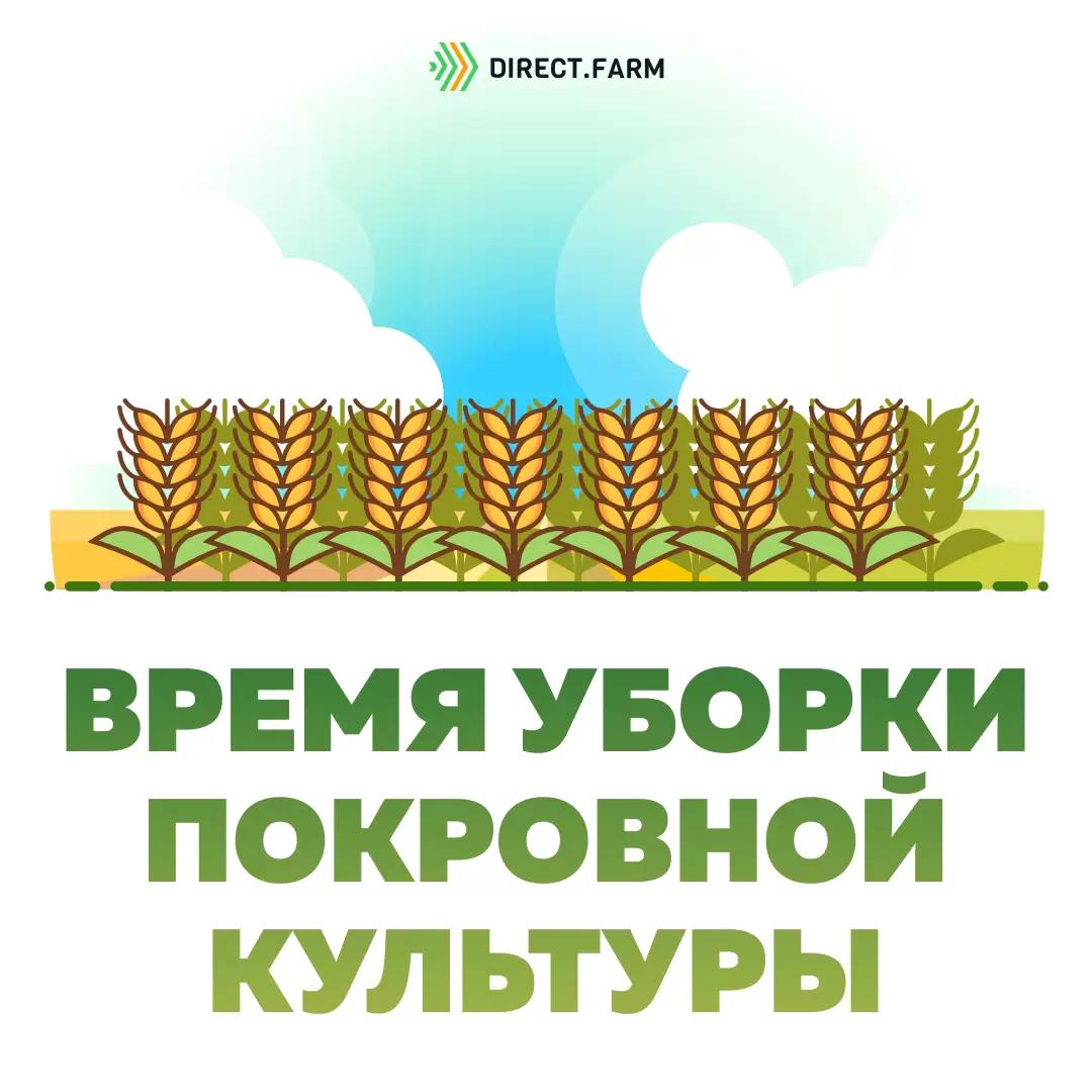 Время уборки покровной культуры