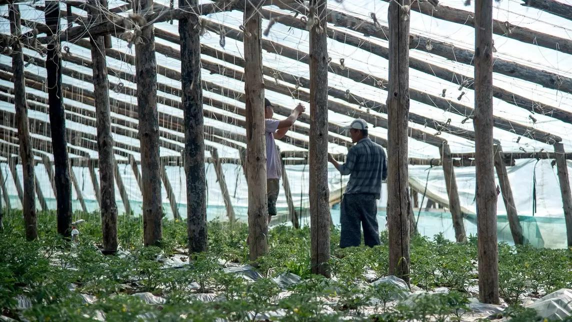 Иностранцам запретили работать в сельском хозяйстве Крыма