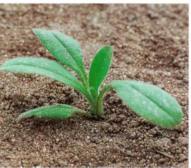 Воробейник полевой