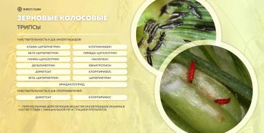 Пшеничный трипс – меры борьбы