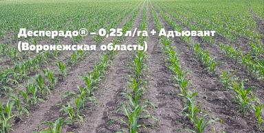 Свобода от сорняков в посевах кукурузы