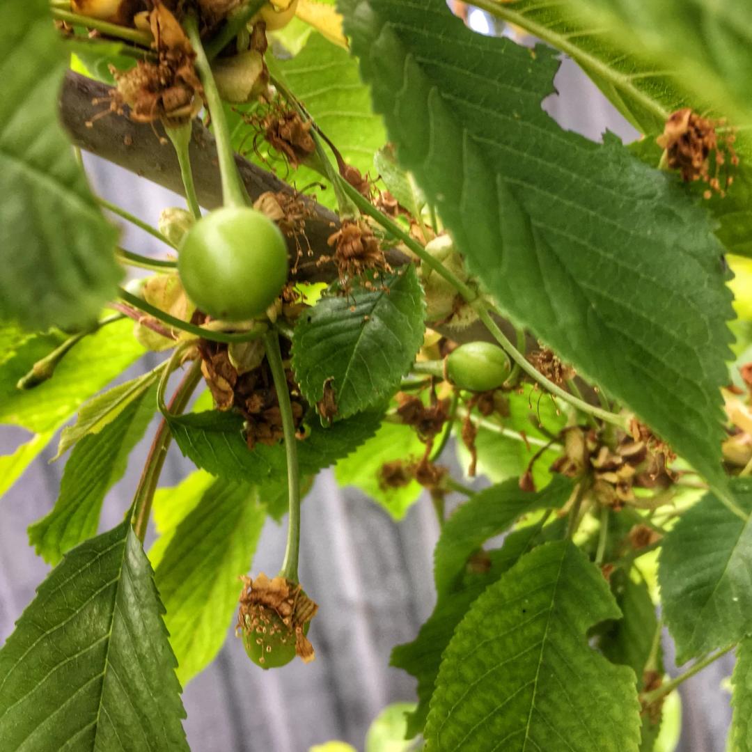 Всем заморозкам назло.