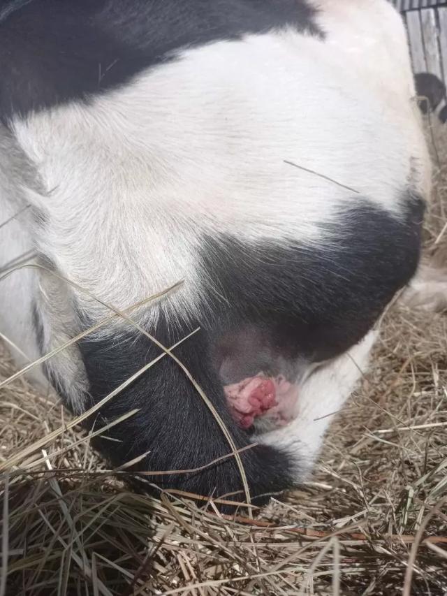 Вопросы из чатов: как лечить телку?