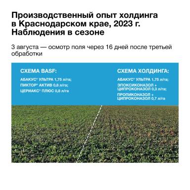 Защита, которая окупается сахаром