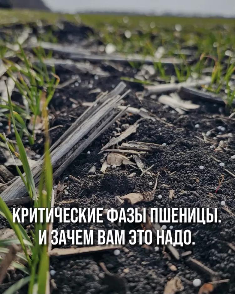 КРИТИЧЕСКИЕ ФАЗЫ ПШЕНИЦЫ. И ЗАЧЕМ ВАМ ЭТО НАДО.