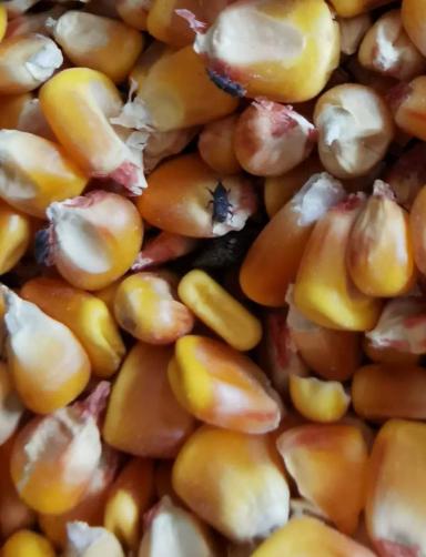 Долгоносик амбарный