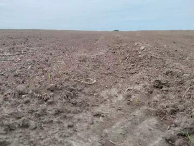 Повторная гербицидная обработка кукурузы