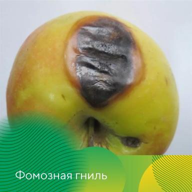 Профилактика гнилей яблок при хранении