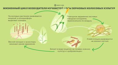 Борьба с мучнистой росой на зерновых культурах