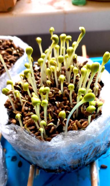 В этот раз не о рыбе. Но и не без даров морских, никак не обойтись.