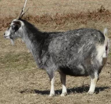 Миотонические козы — особенности породы