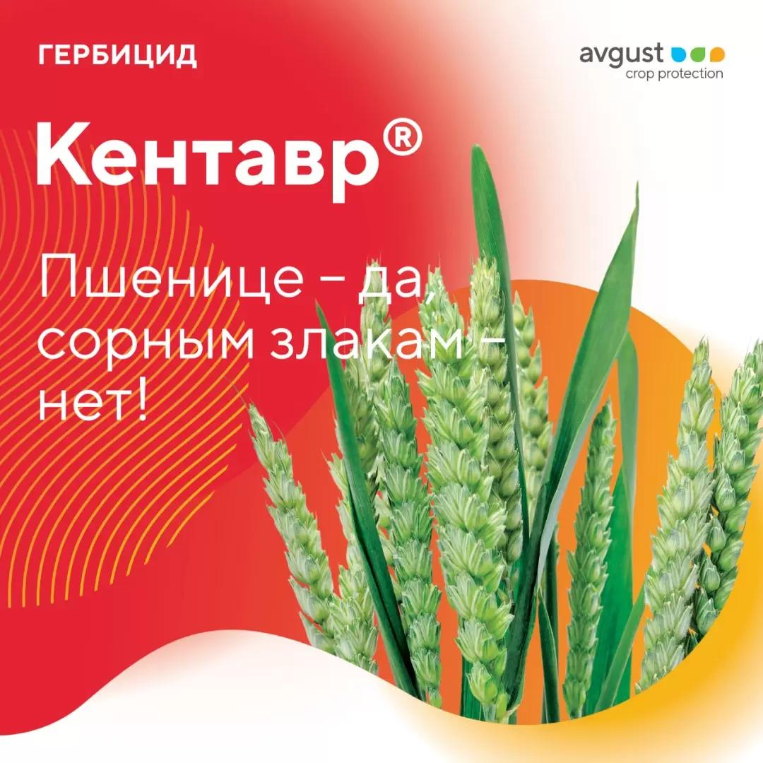 Кентавр®. Пшенице — да, сорным злакам — нет!