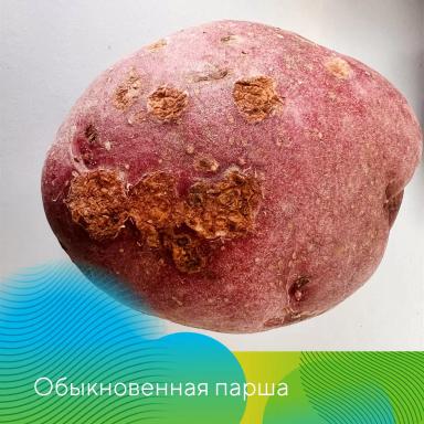 Проверьте картофель перед посадкой!