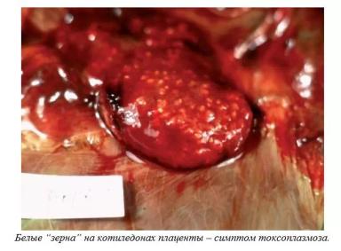 Харвуд – "Ветеринарное руководство по здоровью и благополучию коз". Гл. 6., ч. 2