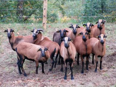 Камерунская порода овец