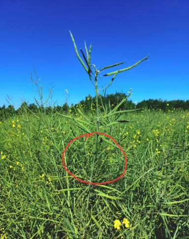 Вопросы из чатов: что с рапсом?