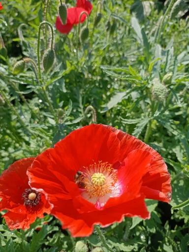 Красота декоративных маков