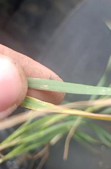 Вопросы из чатов: что с пшеницей?