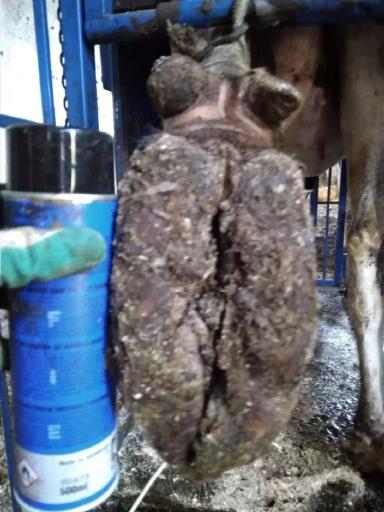 Нормальное стирание подошвы копытца КРС