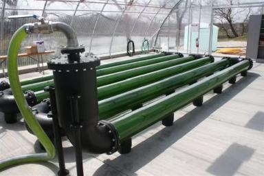 Почему Хлорелла не пользуются спросом в отечественном сельском хозяйстве?