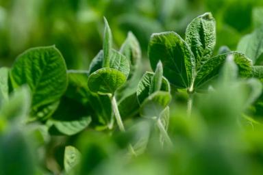 Состоялся «День поля рапса – 2022»