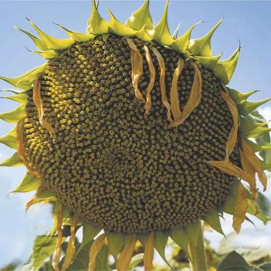 Алей - сорт подсолнечника ( Helianthus annuus L.) . Среднеранний.