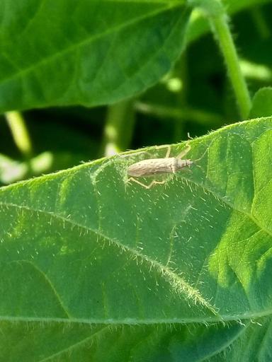 АГРОМОНИТОРИНГ.