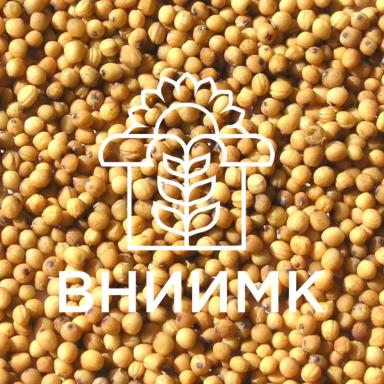 Семена сурепицы сорта МЕДОВАЯ