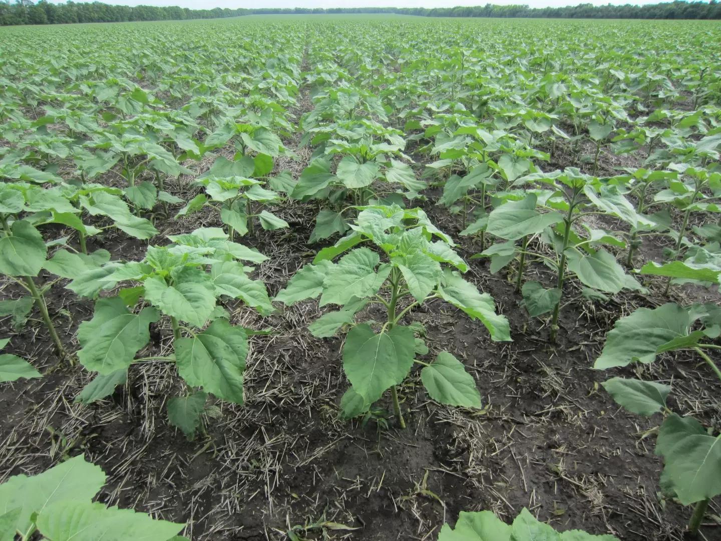 Подсолнечник: простой способ повысить рентабельность