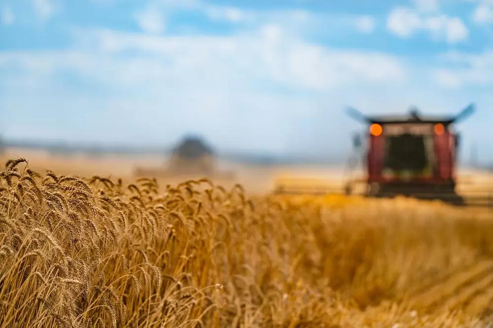 Минсельхоз США повысил прогноз валового сбора пшеницы в РФ