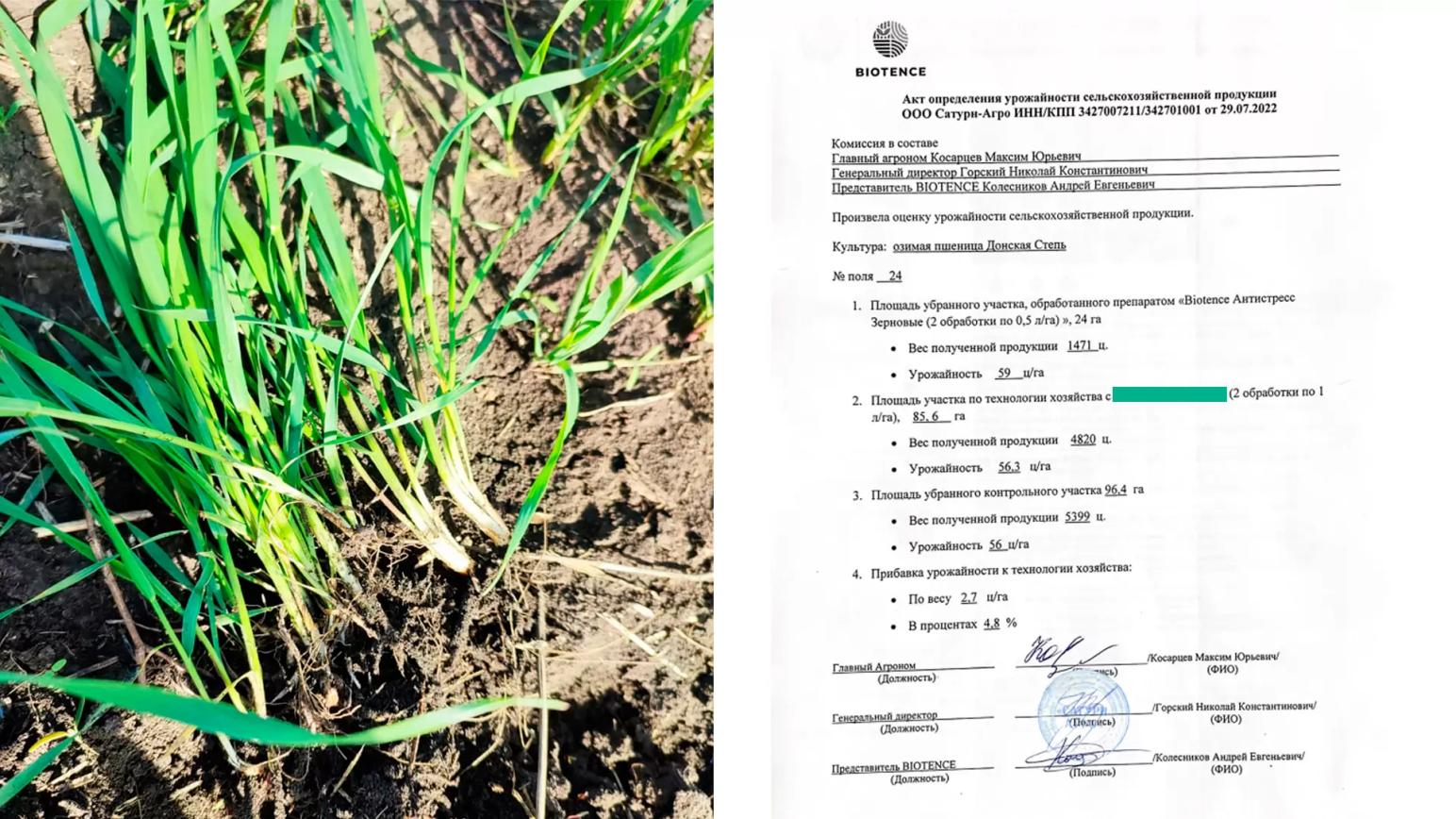 Озимая пшеница.Результаты применения препаратов BIOTENCE🌱