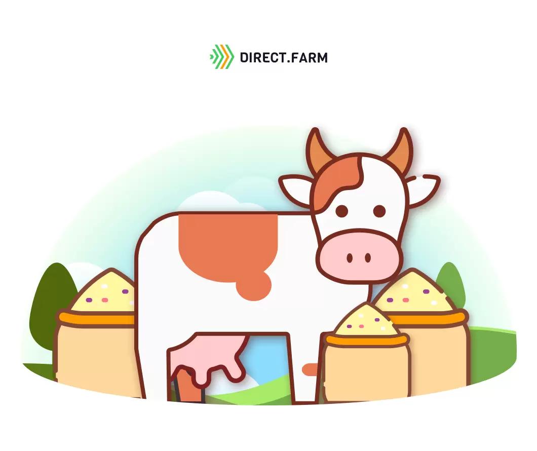 Амарант в кормлении коров: как применяется, что с ним делать, как ...