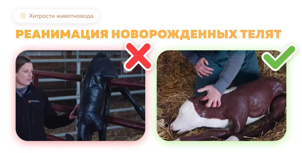 Основные методы реанимации новорожденных телят