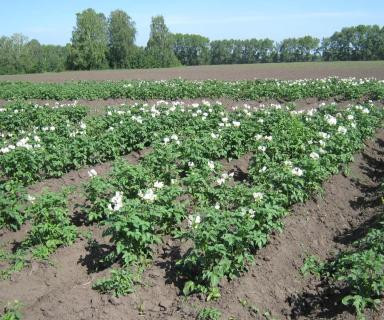 Инсектицидный протравитель против колорадского жука. Срок защитного действия.