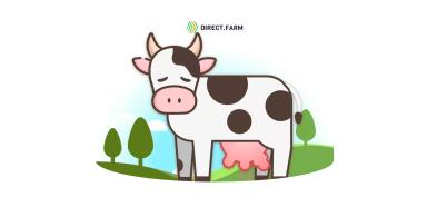 Причины припухлости на соске коровы