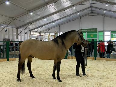 Вятская порода лошадей