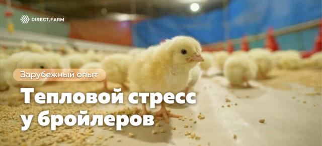 Предотвращение теплового стресса у бройлеров: витамин Е и цинк