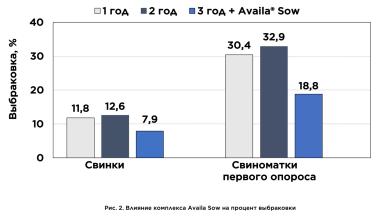 Кормление ремонтных свинок как ключ к их долголетию и продуктивности