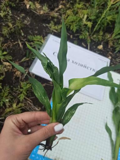 Качественные препараты-залог отличного урожая!