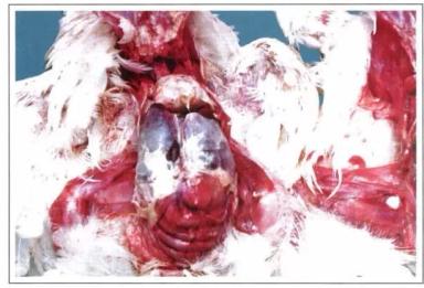 Колибактериоз птицы (колисептицемия)