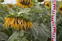 Горстар - гибрид подсолнечника ( Helianthus annuus L.).