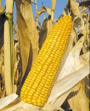 Краснодарский 194 МВ гибрид кукурузы