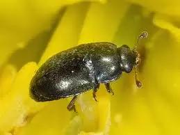 Рапсовый цветоед