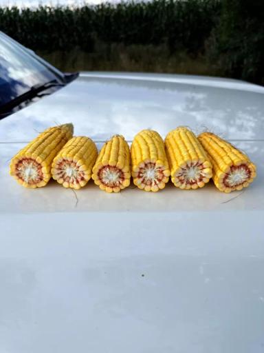 Кукуруза в фазе молочной спелости 🌽