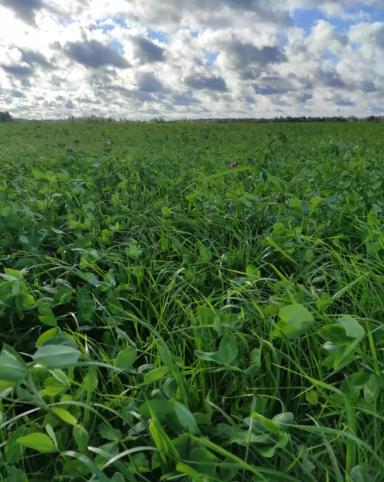 КАК ПОЛУЧИТЬ МАКСИМАЛЬНЫЙ УРОЖАЙ КОРМОВОЙ ТРАВОСМЕСИ?